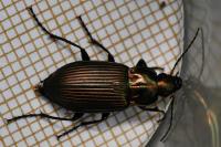 Poecilus cupreus