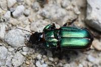 Harpalus affinis