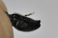 Hemicrepidius hirtus