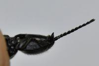 Hemicrepidius hirtus