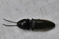 Hemicrepidius hirtus