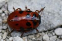 Gonioctena decemnotata