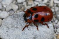 Gonioctena decemnotata