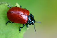 Chrysomela populi