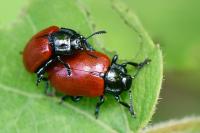 Chrysomela populi
