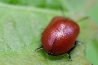 Chrysomela populi