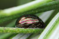 Chrysolina americana