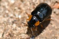Smaragdina aurita