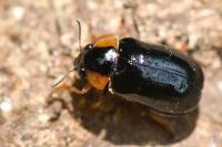 Smaragdina aurita