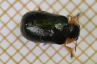Smaragdina aurita