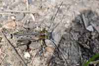 Saperda punctata