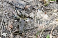 Saperda punctata