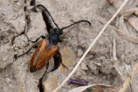 Pseudovadonia livida