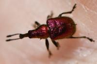 Rhynchites auratus