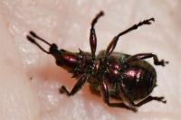 Rhynchites auratus
