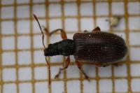 Phyllobius oblongus