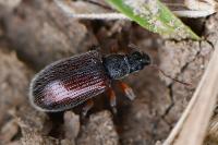 Phyllobius oblongus