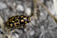Pachybrachis tessellatus