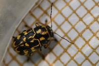 Pachybrachis tessellatus