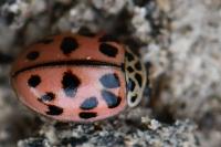 Oenopia conglobata