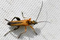 Oedemera podagrariae