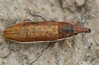 Lixus ochraceus