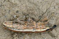 Lixus ochraceus