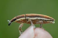 Lixus ochraceus