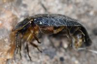 Lampyris noctiluca