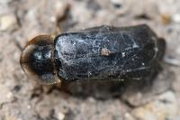 Lampyris noctiluca