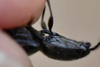 Hemicrepidius hirtus