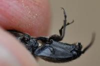 Hemicrepidius hirtus