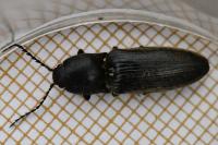 Hemicrepidius hirtus