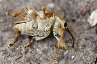 Curculio pellitus