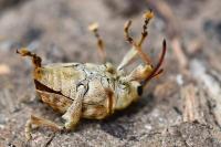 Curculio pellitus