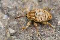 Curculio pellitus