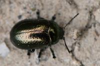 Chrysolina hyperici