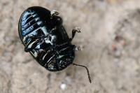 Chrysolina hyperici