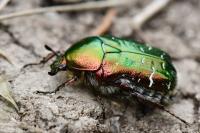 Cetonia aurata
