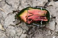 Cetonia aurata