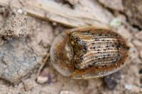 Cassida nebulosa