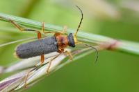 Cantharis lateralis
