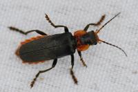 Cantharis fusca