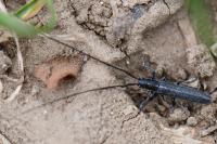 Calamobius filum