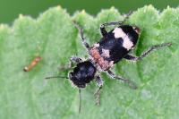 Clerus mutillarius