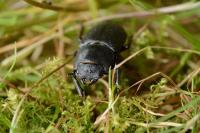 Dorcus parallelipipedus