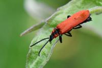 Lygistopterus sanguineus