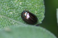 Chrysolina americana