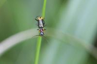Axinotarsus
