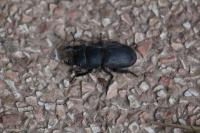 Dorcus parallelipipedus